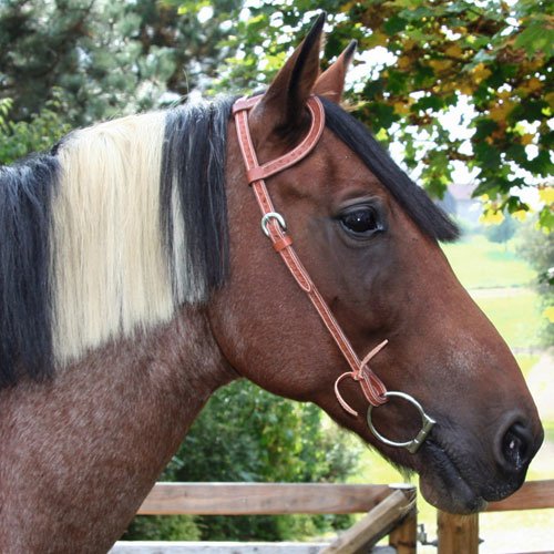 One Ear Westernhoofdstel Dakota